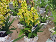 La magia delle orchidee - La mostra mercato da Pugliesi a Vignanello