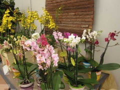 La magia delle orchidee - La mostra mercato da Pugliesi a Vignanello