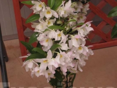 La magia delle orchidee - La mostra mercato da Pugliesi a Vignanello