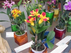 La magia delle orchidee - La mostra mercato da Pugliesi a Vignanello