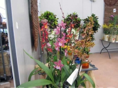 La magia delle orchidee - La mostra mercato da Pugliesi a Vignanello