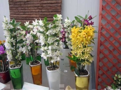 La magia delle orchidee - La mostra mercato da Pugliesi a Vignanello