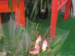 La magia delle orchidee - La mostra mercato da Pugliesi a Vignanello