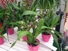 La magia delle orchidee - La mostra mercato da Pugliesi a Vignanello