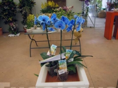 La magia delle orchidee - La mostra mercato da Pugliesi a Vignanello