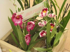 La magia delle orchidee - La mostra mercato da Pugliesi a Vignanello