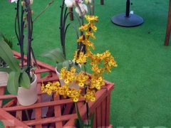 La magia delle orchidee - La mostra mercato da Pugliesi a Vignanello