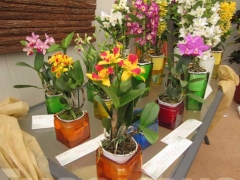 La magia delle orchidee - La mostra mercato da Pugliesi a Vignanello