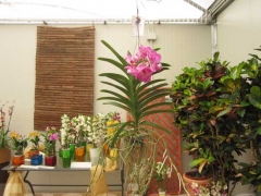 La magia delle orchidee - La mostra mercato da Pugliesi a Vignanello