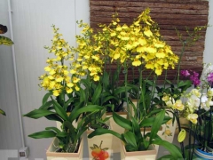 La magia delle orchidee - La mostra mercato da Pugliesi a Vignanello