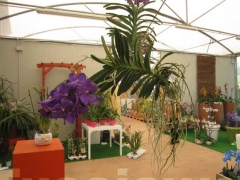 La magia delle orchidee - La mostra mercato da Pugliesi a Vignanello