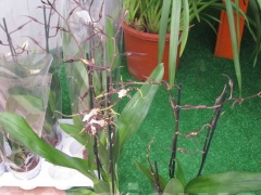 La magia delle orchidee - La mostra mercato da Pugliesi a Vignanello