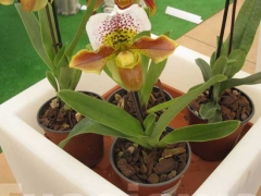 La magia delle orchidee - La mostra mercato da Pugliesi a Vignanello