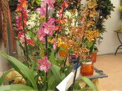 La magia delle orchidee - La mostra mercato da Pugliesi a Vignanello