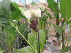 La magia delle orchidee - La mostra mercato da Pugliesi a Vignanello