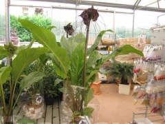 La magia delle orchidee - La mostra mercato da Pugliesi a Vignanello