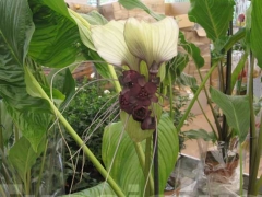 La magia delle orchidee - La mostra mercato da Pugliesi a Vignanello