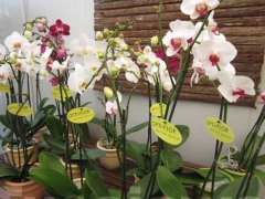 La magia delle orchidee - La mostra mercato da Pugliesi a Vignanello