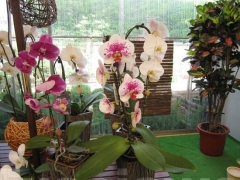 La magia delle orchidee - La mostra mercato da Pugliesi a Vignanello