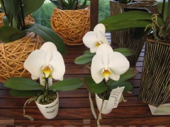 La magia delle orchidee - La mostra mercato da Pugliesi a Vignanello