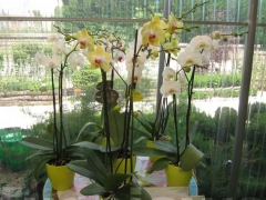 La magia delle orchidee - La mostra mercato da Pugliesi a Vignanello