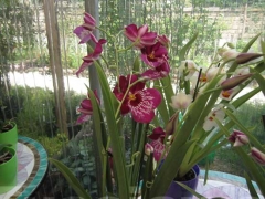 La magia delle orchidee - La mostra mercato da Pugliesi a Vignanello