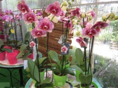 La magia delle orchidee - La mostra mercato da Pugliesi a Vignanello