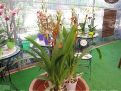 La magia delle orchidee - La mostra mercato da Pugliesi a Vignanello