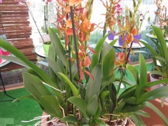 La magia delle orchidee - La mostra mercato da Pugliesi a Vignanello