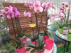 La magia delle orchidee - La mostra mercato da Pugliesi a Vignanello