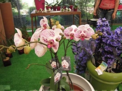 La magia delle orchidee - La mostra mercato da Pugliesi a Vignanello