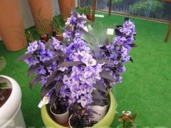 La magia delle orchidee - La mostra mercato da Pugliesi a Vignanello