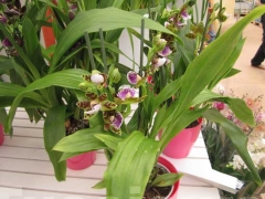 La magia delle orchidee - La mostra mercato da Pugliesi a Vignanello