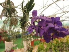 La magia delle orchidee - La mostra mercato da Pugliesi a Vignanello