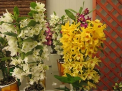 La magia delle orchidee - La mostra mercato da Pugliesi a Vignanello