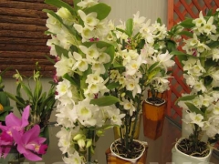 La magia delle orchidee - La mostra mercato da Pugliesi a Vignanello