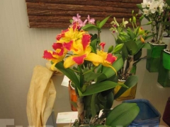 La magia delle orchidee - La mostra mercato da Pugliesi a Vignanello