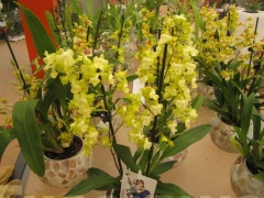 La magia delle orchidee - La mostra mercato da Pugliesi a Vignanello