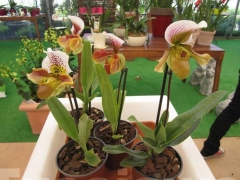 La magia delle orchidee - La mostra mercato da Pugliesi a Vignanello