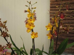 La magia delle orchidee - La mostra mercato da Pugliesi a Vignanello