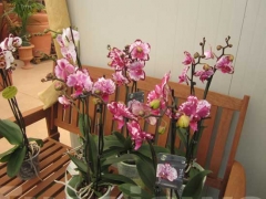 La magia delle orchidee - La mostra mercato da Pugliesi a Vignanello