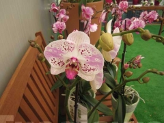 La magia delle orchidee - La mostra mercato da Pugliesi a Vignanello