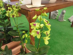 La magia delle orchidee - La mostra mercato da Pugliesi a Vignanello