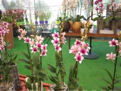 La magia delle orchidee - La mostra mercato da Pugliesi a Vignanello