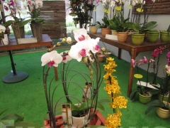 La magia delle orchidee - La mostra mercato da Pugliesi a Vignanello