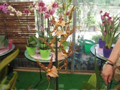 La magia delle orchidee - La mostra mercato da Pugliesi a Vignanello