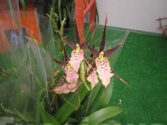 La magia delle orchidee - La mostra mercato da Pugliesi a Vignanello1