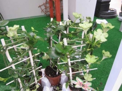 La magia delle orchidee - La mostra mercato da Pugliesi a Vignanello