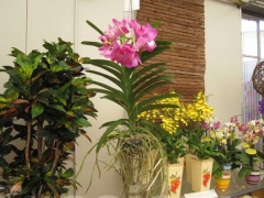 La magia delle orchidee - La mostra mercato da Pugliesi a Vignanello