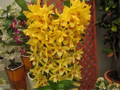 La magia delle orchidee - La mostra mercato da Pugliesi a Vignanello